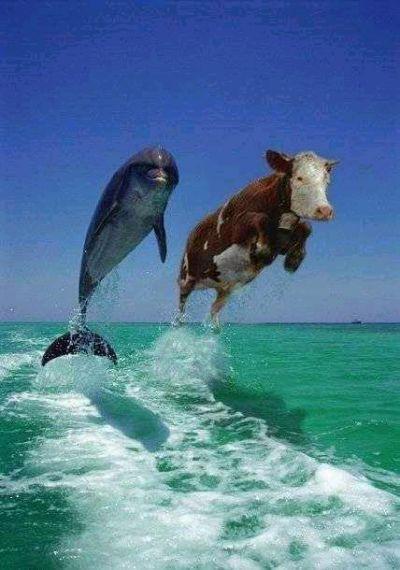 la vache !!!